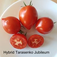 Hybrid Tarasenko Jubileum